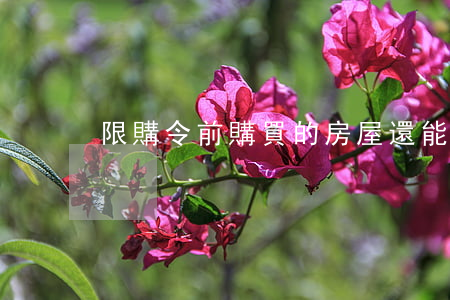 限購令前購買的房屋還能否過戶？